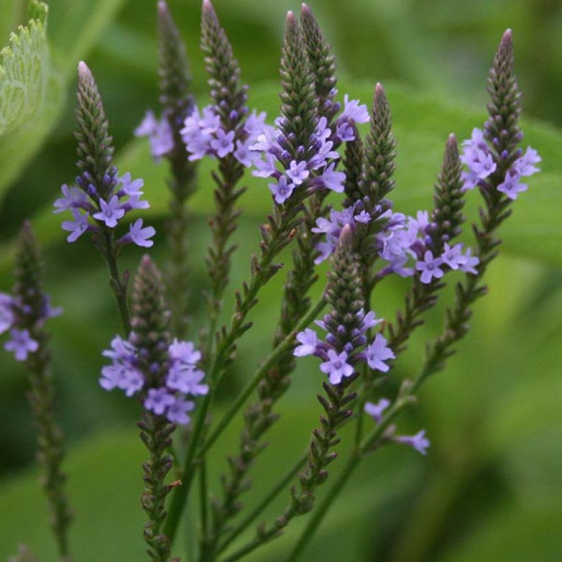 Verbena hastata - Blauwe verbena (Bloei)