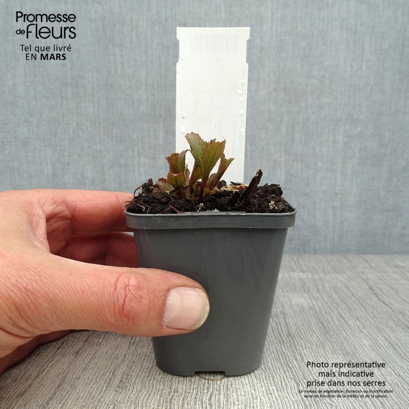Exemplaar van Verbena hastata Blue Spires - Blauwe verbena Kweekpotje van 8/9 cm zoals geleverd in de lente