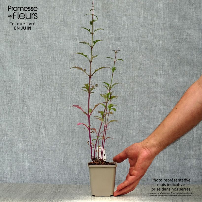 Exemplaar van Verbena officinalis Bampton - Ijzerhard Kweekpotje van 8/9 cm zoals geleverd in de zomer