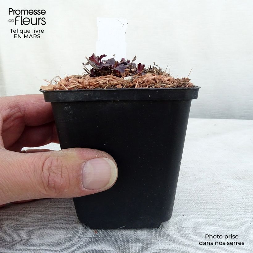 Example of Verbena officinalis Bampton - Ijzerhard Kweekpotje van 8/9 cm as you get in printemps