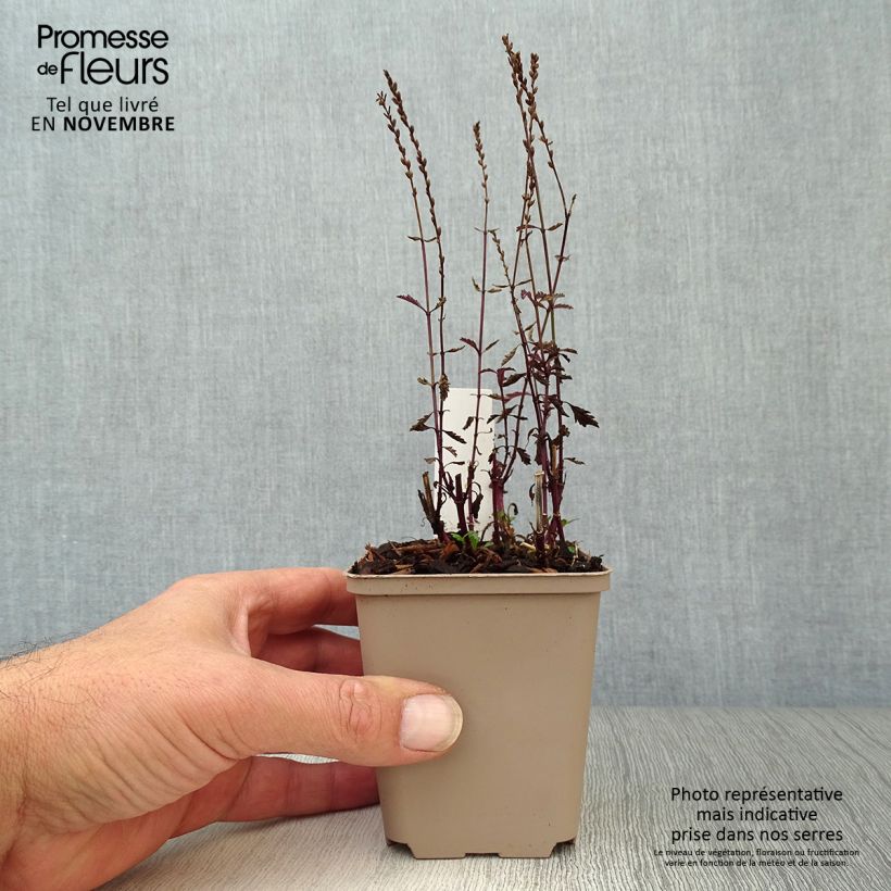 Exemplaar van Verbena officinalis Bampton - Ijzerhard Kweekpotje van 8/9 cm zoals geleverd in de herfst