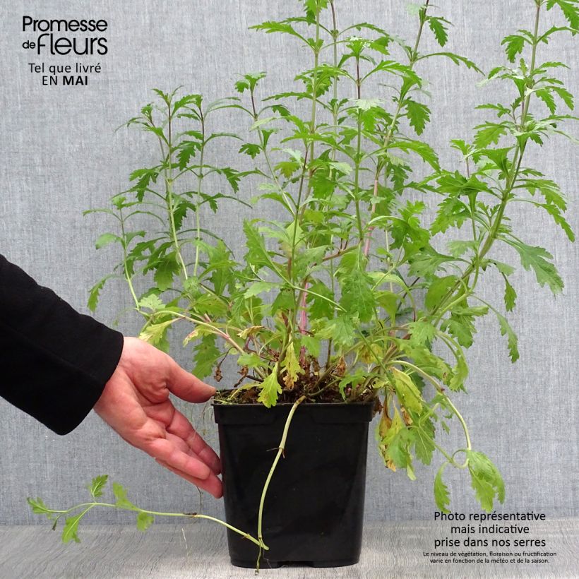 Example of Verbena officinalis Bampton - Ijzerhard Pot van 2 l/3 l as you get in printemps