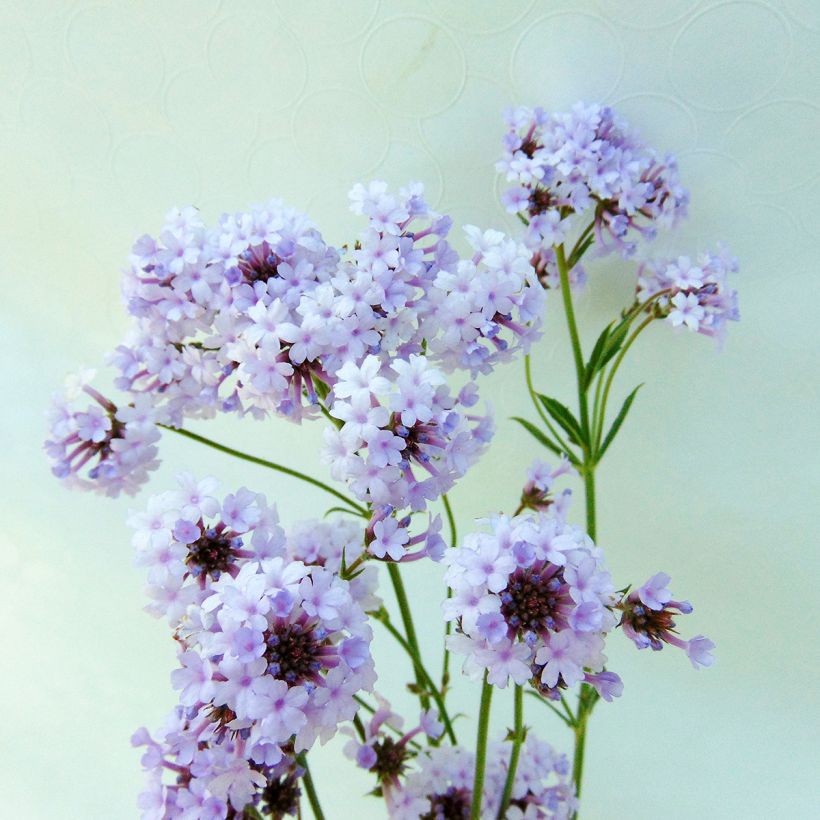 Verbena rigida Polaris - Ijzerhard (Bloei)