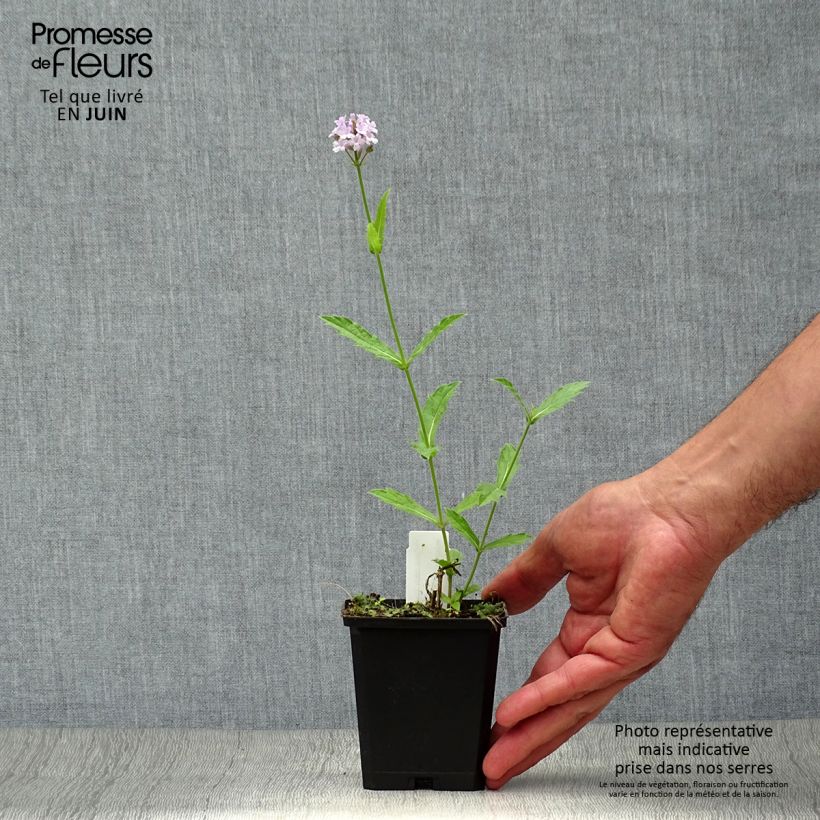 Exemplaar van Verbena rigida Polaris - Ijzerhard Kweekpotje van 8/9 cm zoals geleverd in de zomer