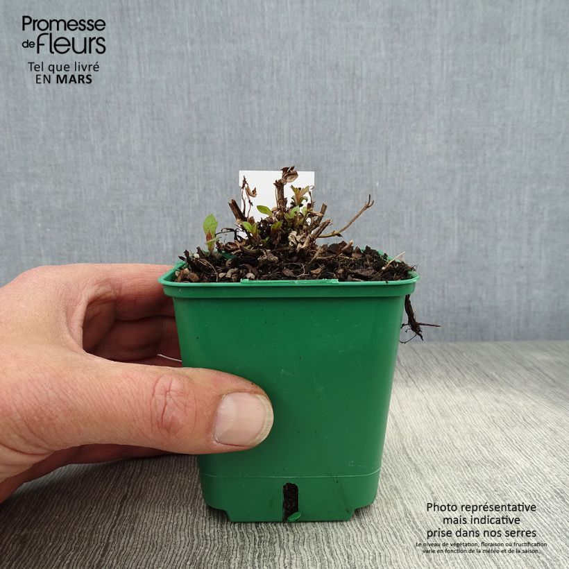 Exemplaar van Verbena rigida Venosa - IJzerhard rugueuse Kweekpotje van 8/9 cm zoals geleverd in de lente