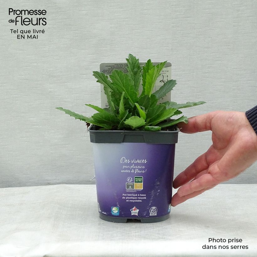 Exemplaar van Verbena rigida Venosa - IJzerhard rugueuse Pot van 2 l/3 l zoals geleverd in de lente