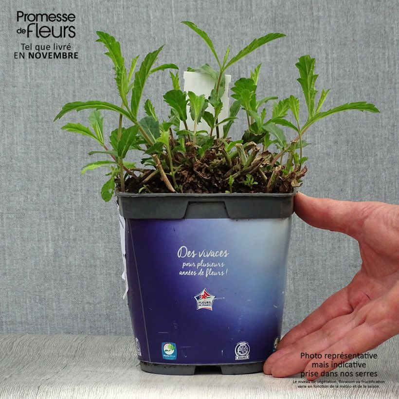 Exemplaar van Verbena rigida Venosa - IJzerhard rugueuse Pot van 2 l/3 l zoals geleverd in de herfst