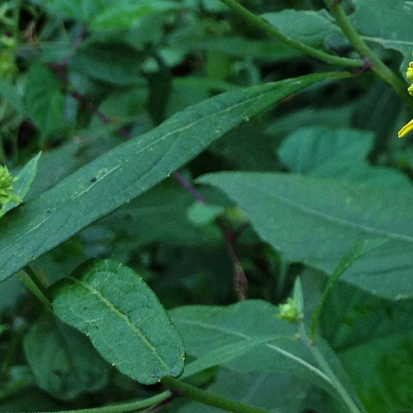 Verbesina alternifolia - Verbesina (Blad)
