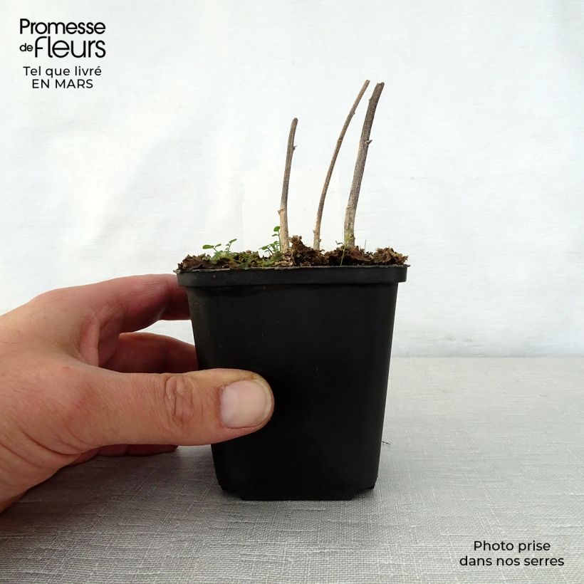 Exemplaar van Verbesina alternifolia - Verbesina Kweekpotje van 8/9 cm zoals geleverd in de lente