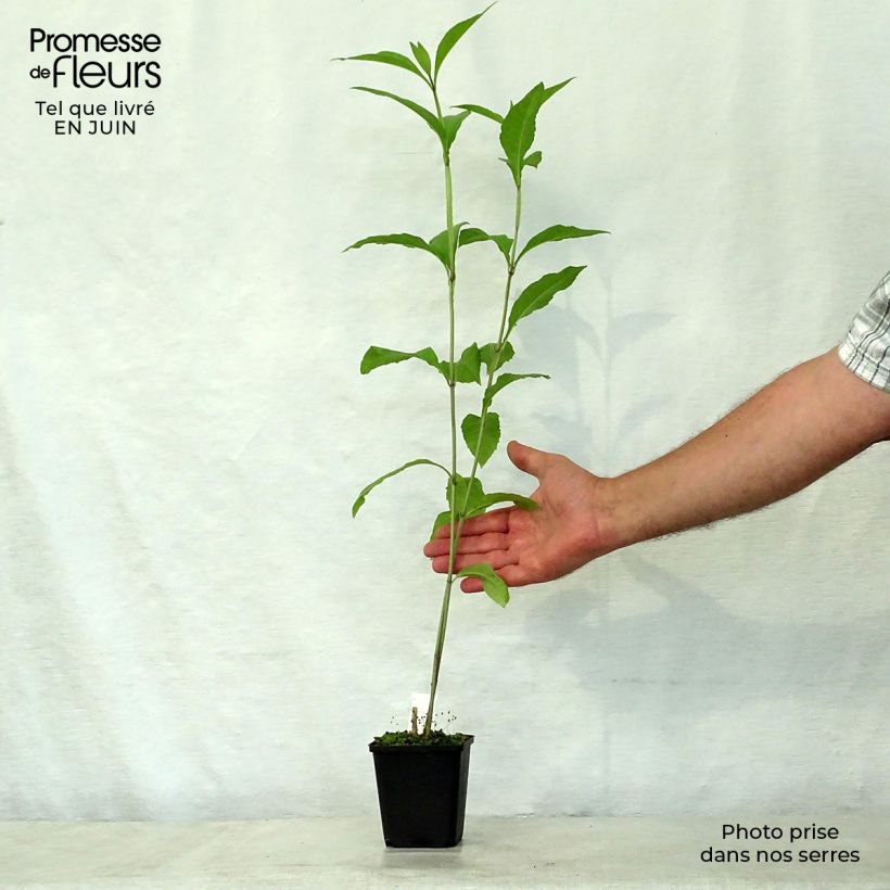 Exemplaar van Verbesina alternifolia - Verbesina Kweekpotje van 8/9 cm zoals geleverd in de zomer