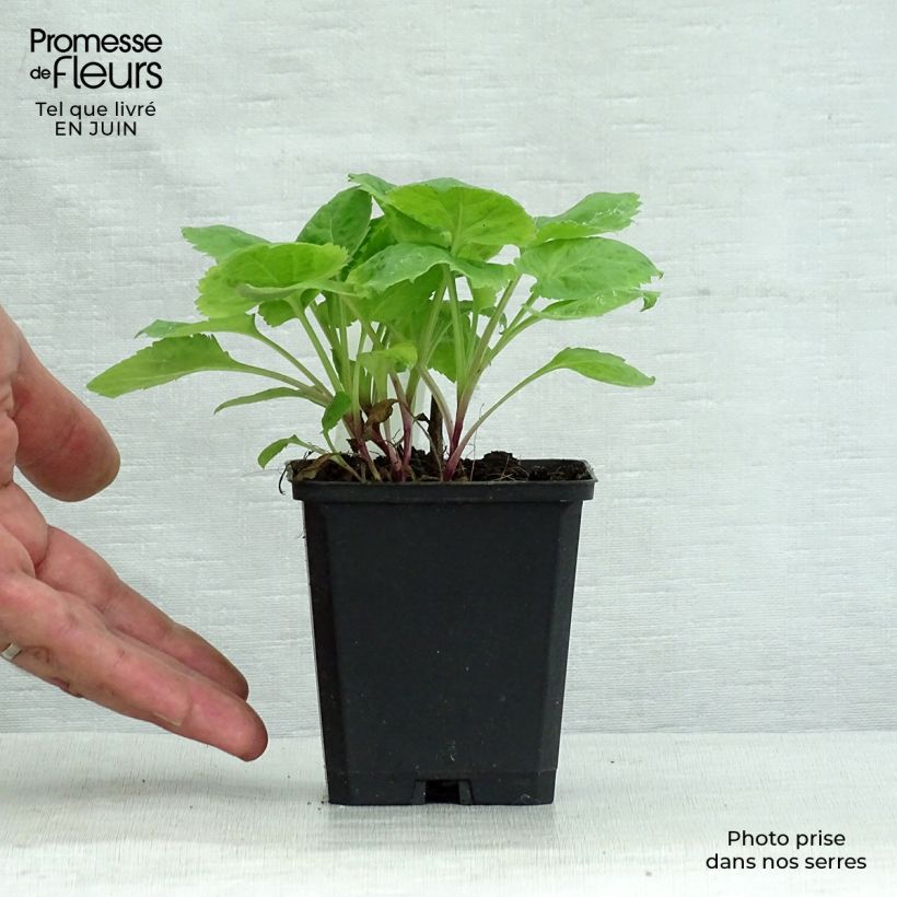 Exemplaar van Solidago sphacelata Golden Fleece - Guldenroede Kweekpotje van 8/9 cm zoals geleverd in de zomer