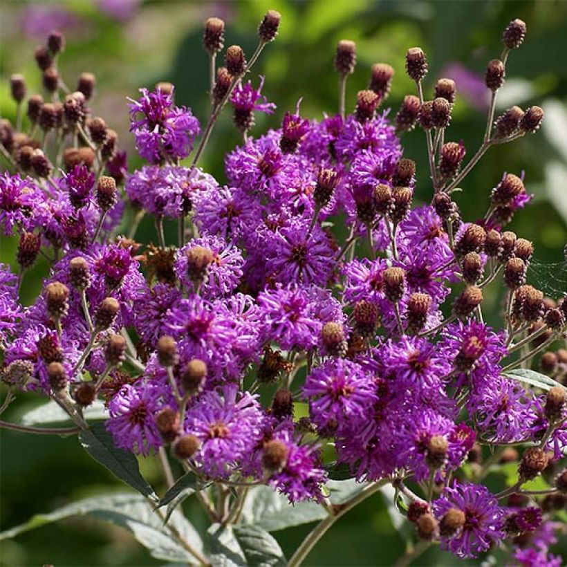 Vernonia baldwinii - Ijzerkruid (Bloei)