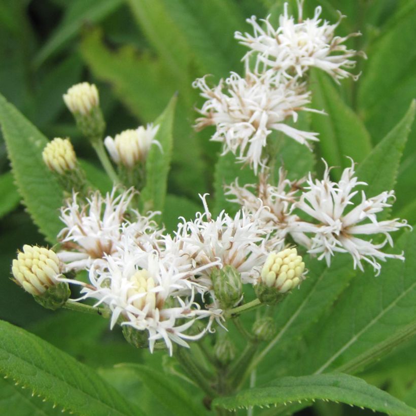 Vernonia crinita var. alba - Ijzerkruid (Bloei)