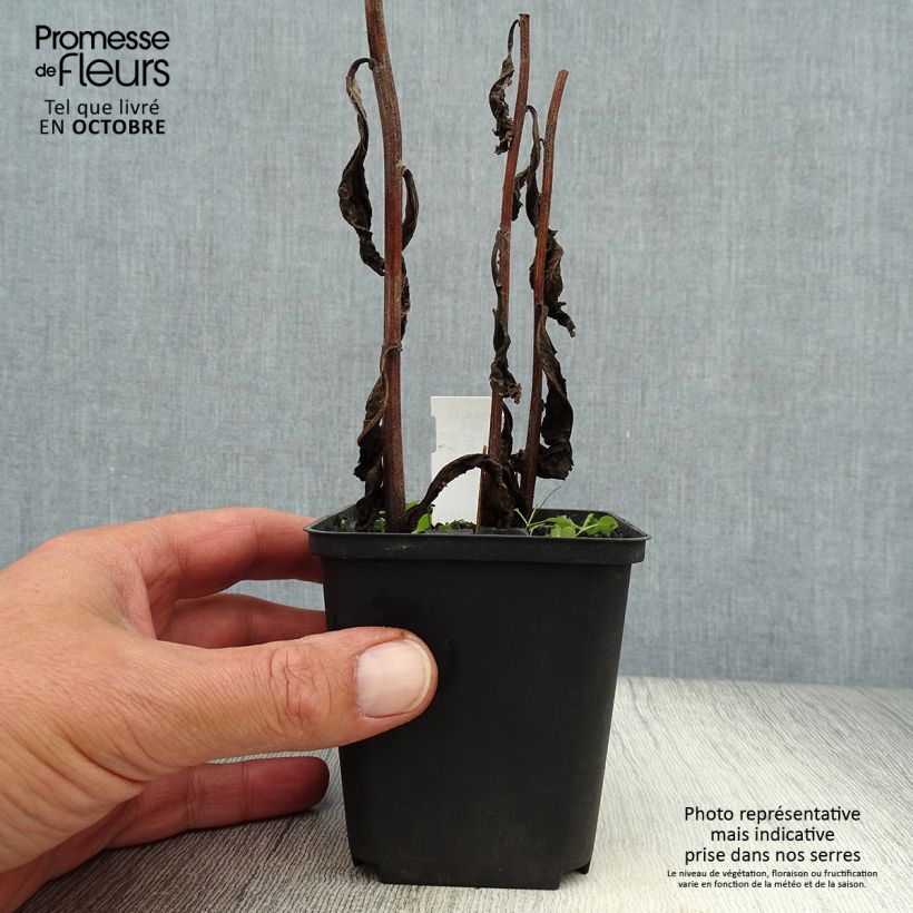Exemplaar van Vernonia crinita var. alba - Ijzerkruid Kweekpotje van 8/9 cm zoals geleverd in de herfst