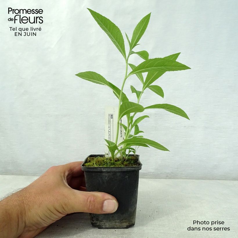 Exemplaar van Vernonia crinita - Ijzerkruid Kweekpotje van 8/9 cm zoals geleverd in de zomer