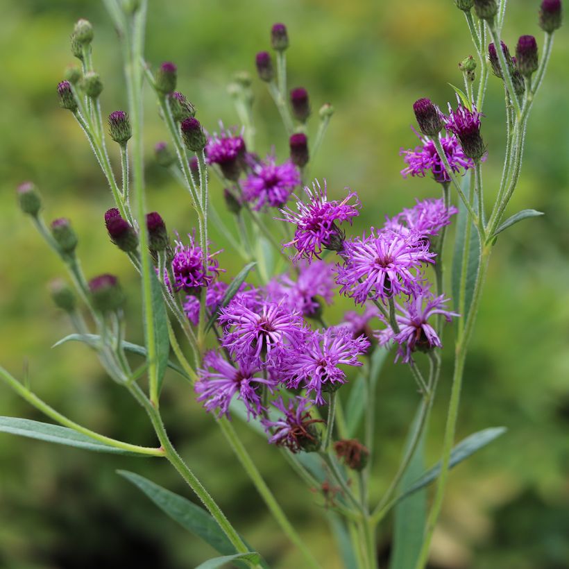 Vernonia crinita - Ijzerkruid (Bloei)
