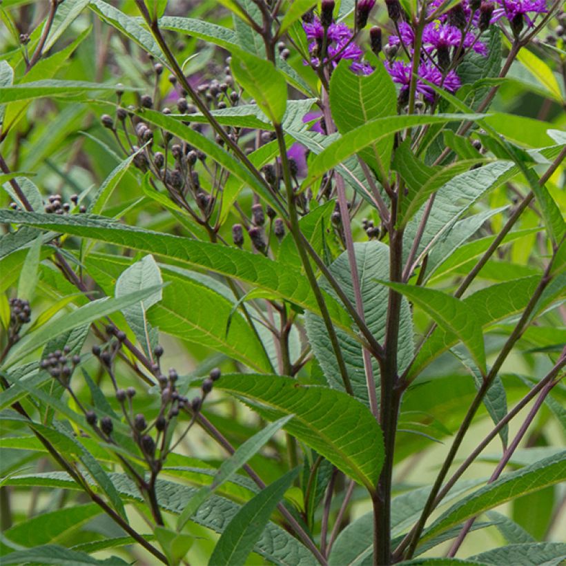 Vernonia noveboracensis - Ijzerkruid (Blad)