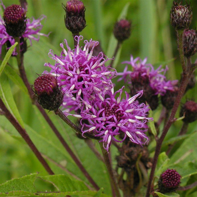 Vernonia noveboracensis - Ijzerkruid (Bloei)