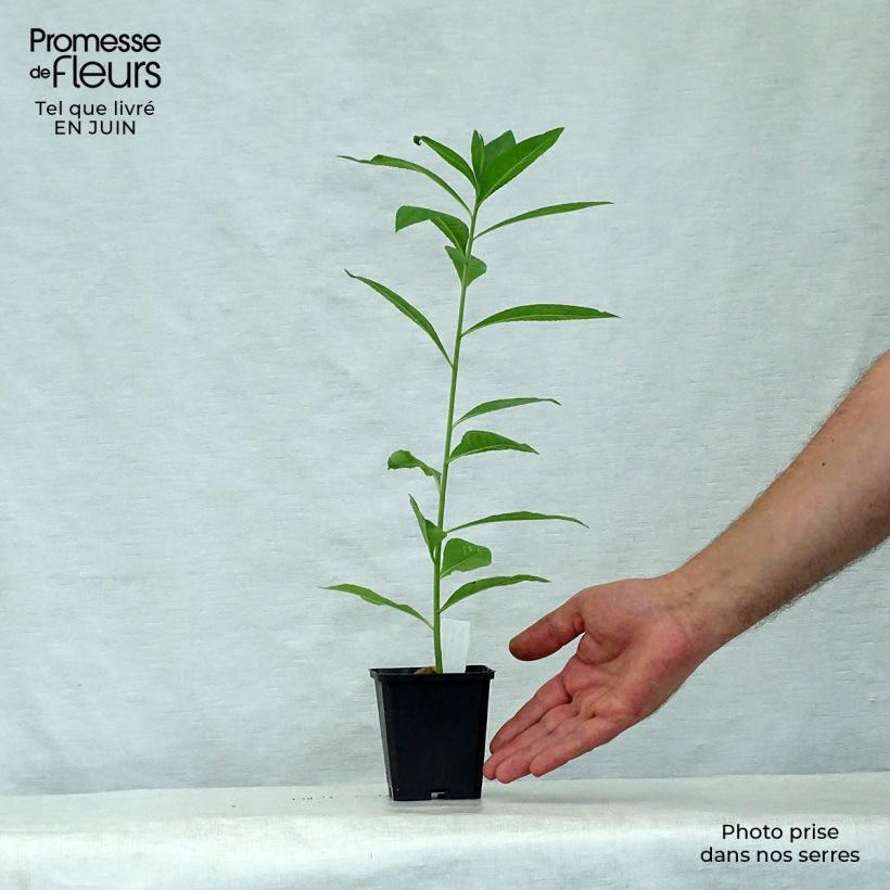 Exemplaar van Vernonia noveboracensis White Lightning - IJzerkruid Kweekpotje van 8/9 cm zoals geleverd in de zomer