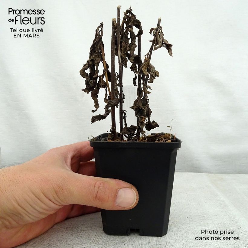 Exemplaar van Vernonia noveboracensis White Lightning - IJzerkruid Kweekpotje van 8/9 cm zoals geleverd in de lente