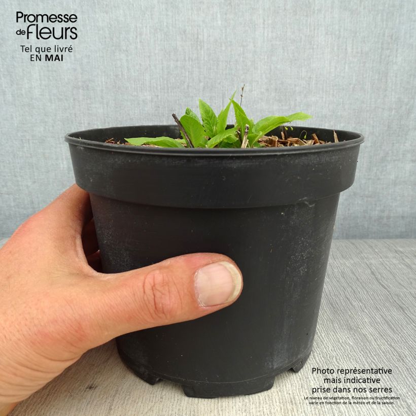 Exemplaar van Vernonia noveboracensis White Lightning - IJzerkruid Pot van 2 l/3 l zoals geleverd in de lente