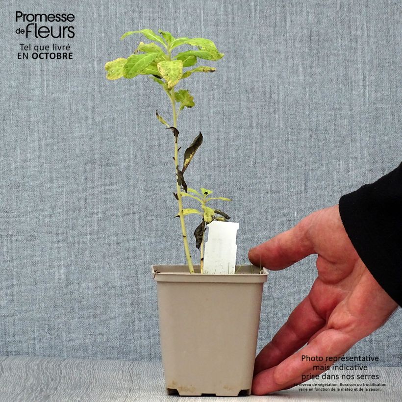 Exemplaar van Vernonia noveboracensis White Lightning - IJzerkruid Kweekpotje van 8/9 cm zoals geleverd in de herfst