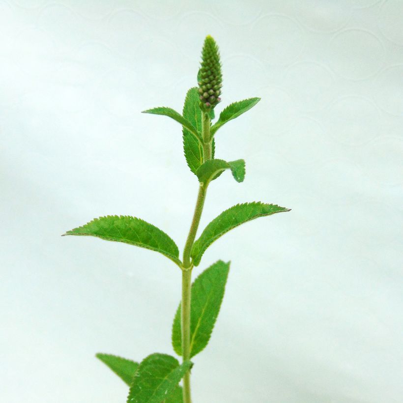 Veronica First Match - Lange ereprijs (Blad)