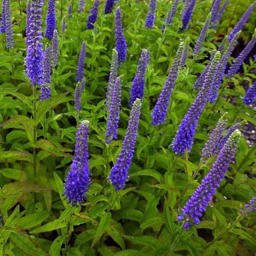 Veronica Sunny Border Blue - Ereprijs (Groeiplaats)