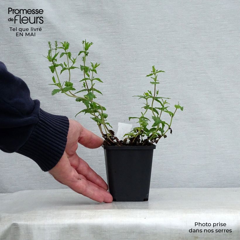 Exemplaar van Veronica austriaca Knallblau - Brede ereprijs Kweekpotje van 8/9 cm zoals geleverd in de lente