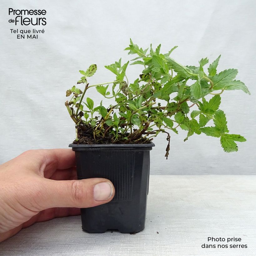 Exemplaar van Veronica austriaca Royal Blue - Brede ereprijs Kweekpotje van 8/9 cm zoals geleverd in de lente