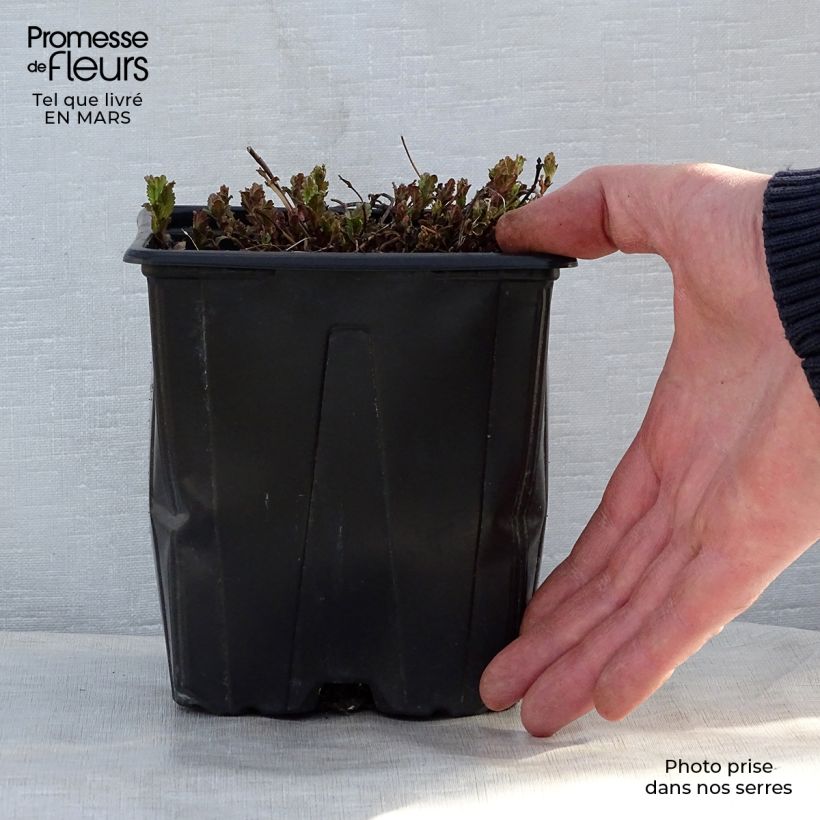 Exemplaar van Veronica austriaca Royal Blue - Brede ereprijs Pot van 2 l/3 l zoals geleverd in de lente