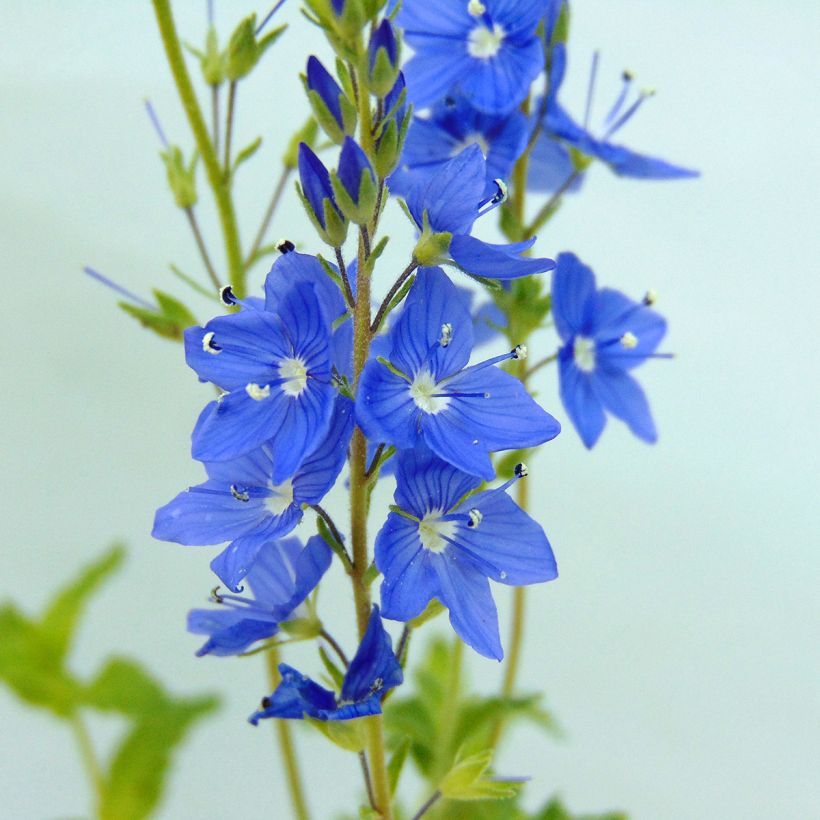 Veronica austriaca Royal Blue - Brede ereprijs (Bloei)