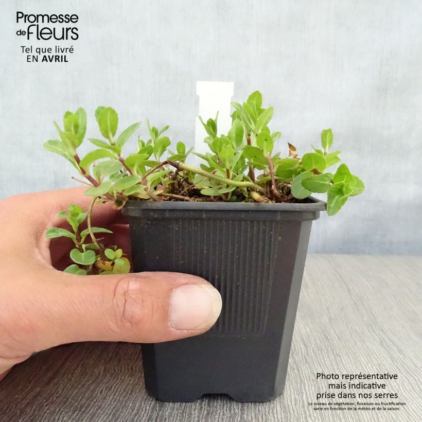 Exemplaar van Veronica beccabunga - Beekpunge Kweekpotje van 8/9 cm zoals geleverd in de lente