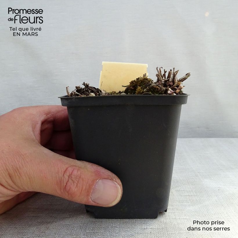 Exemplaar van Veronica gentianoides Barbara Sherwood - Gentiaan-ereprijs Kweekpotje van 8/9 cm zoals geleverd in de lente