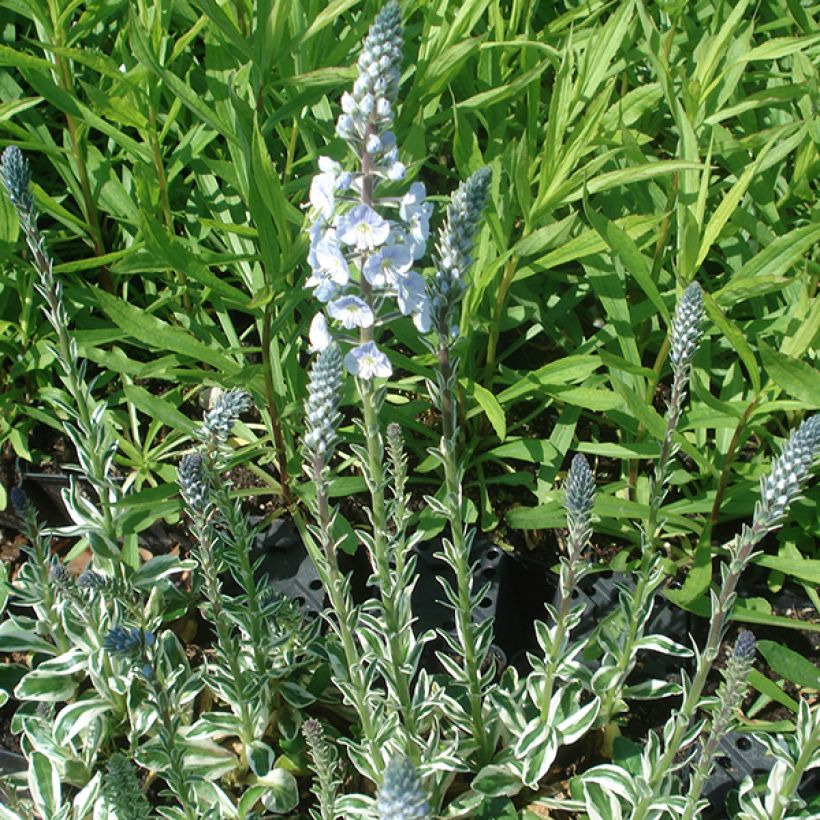 Veronica gentianoides Variegata - Gentiaan-ereprijs (Groeiplaats)