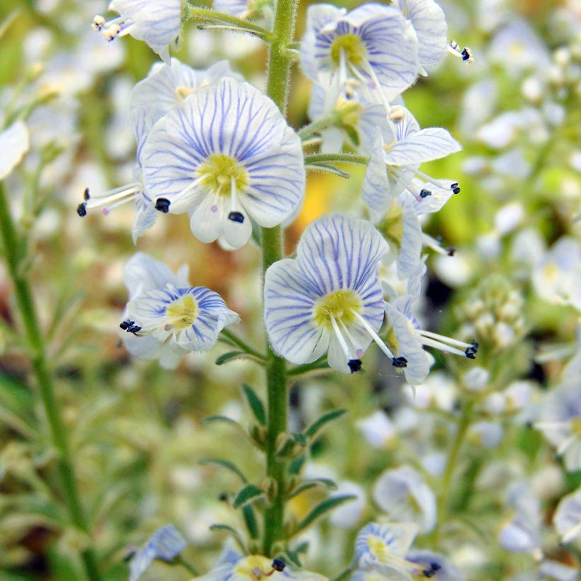 Veronica gentianoides Variegata - Gentiaan-ereprijs (Bloei)