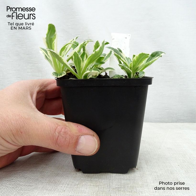 Exemplaar van Veronica gentianoides Variegata - Gentiaan-ereprijs Kweekpotje van 8/9 cm zoals geleverd in de lente