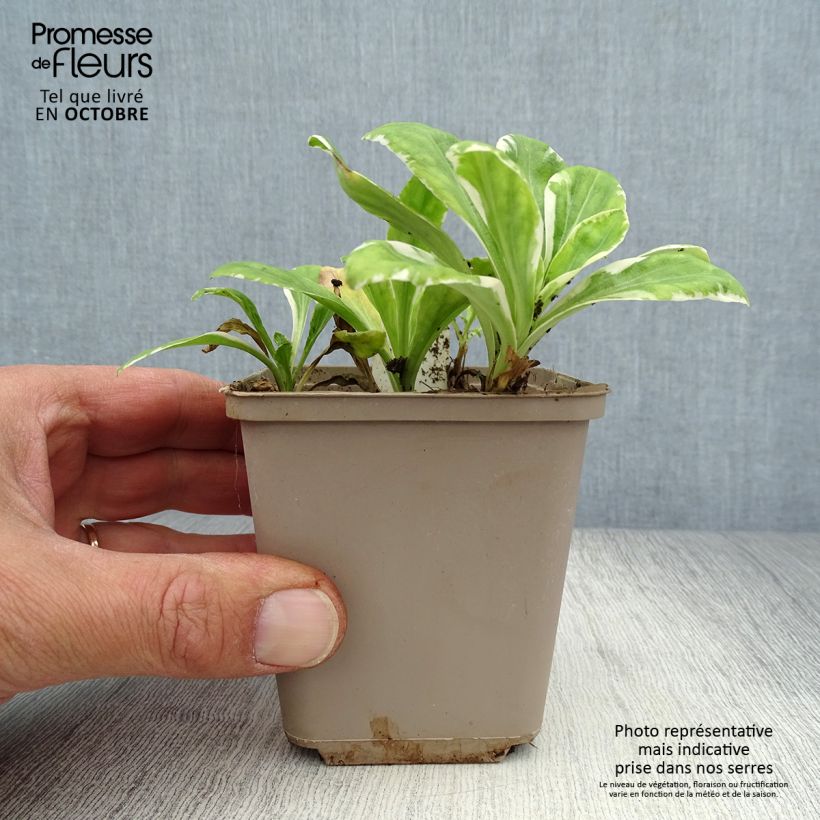 Exemplaar van Veronica gentianoides Variegata - Gentiaan-ereprijs Kweekpotje van 8/9 cm zoals geleverd in de herfst