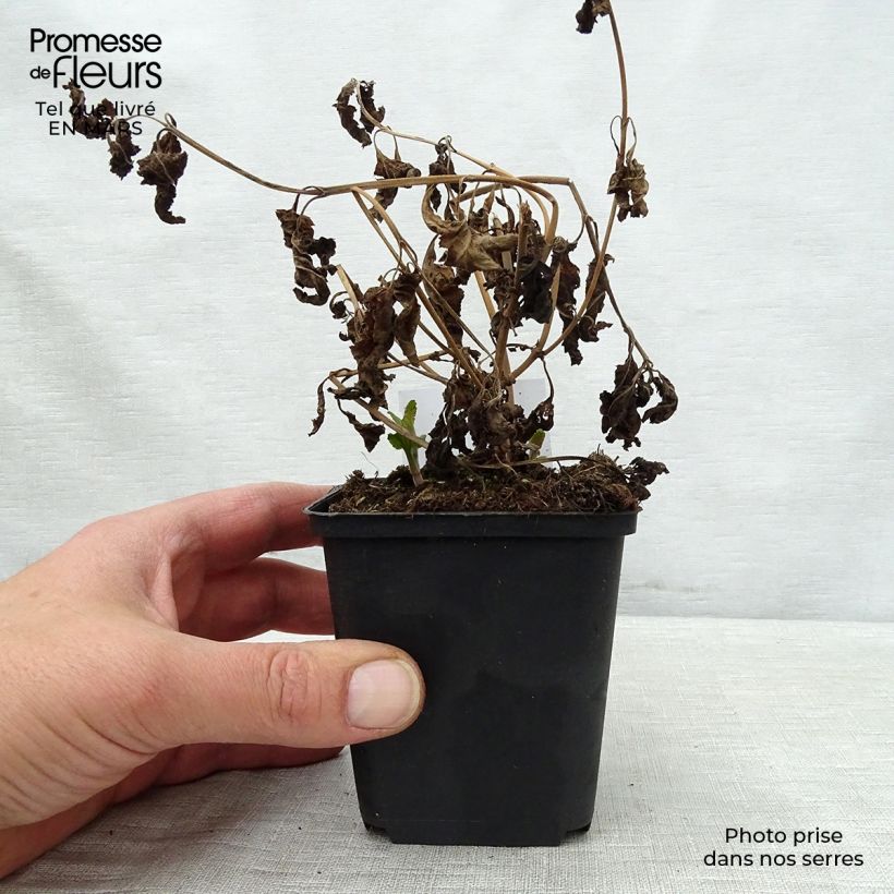 Exemplaar van Veronica longifolia Blauriesin - Lange ereprijs Kweekpotje van 8/9 cm zoals geleverd in de lente