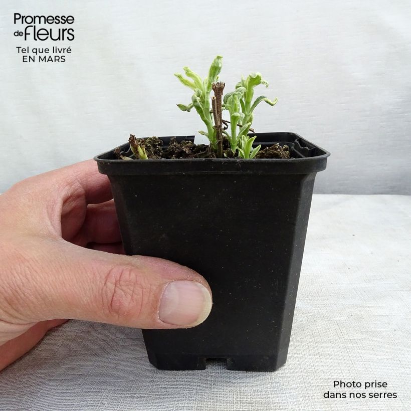 Exemplaar van Veronica longifolia Charlotte - Lange ereprijs Kweekpotje van 8/9 cm zoals geleverd in de lente