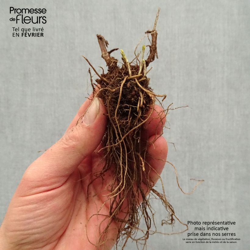 Exemplaar van Veronica longifolia First Glory - Lange ereprijs Naakte wortel zoals geleverd in de winter