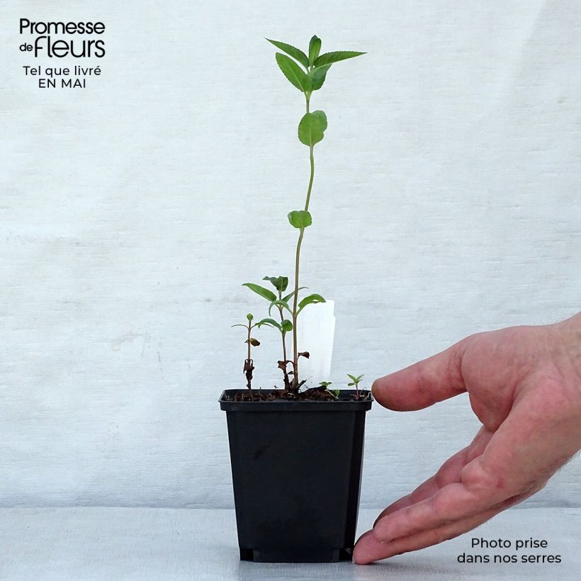 Exemplaar van Veronica longifolia Marietta - Lange ereprijs Kweekpotje van 8/9 cm zoals geleverd in de lente