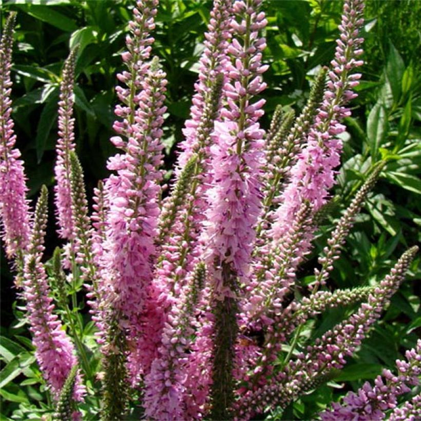 Veronica longifolia Pink Damask - Lange ereprijs (Bloei)
