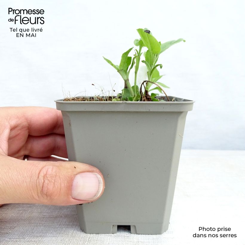 Exemplaar van Veronica longifolia Pink Damask - Lange ereprijs Kweekpotje van 8/9 cm zoals geleverd in de lente