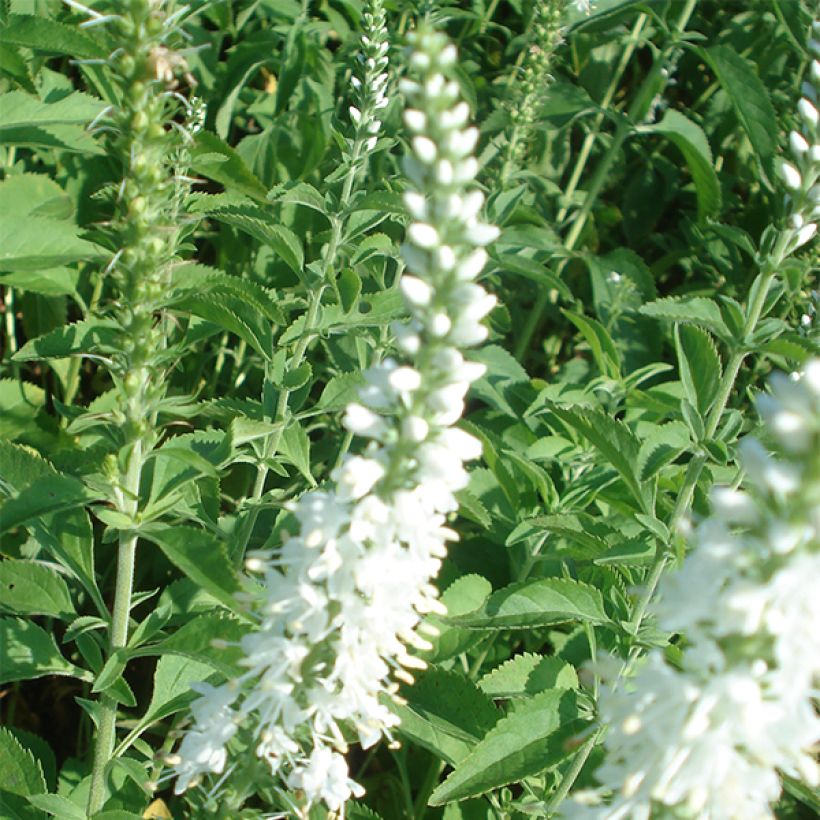 Veronica longifolia Schneeriesin - Lange ereprijs (Bloei)