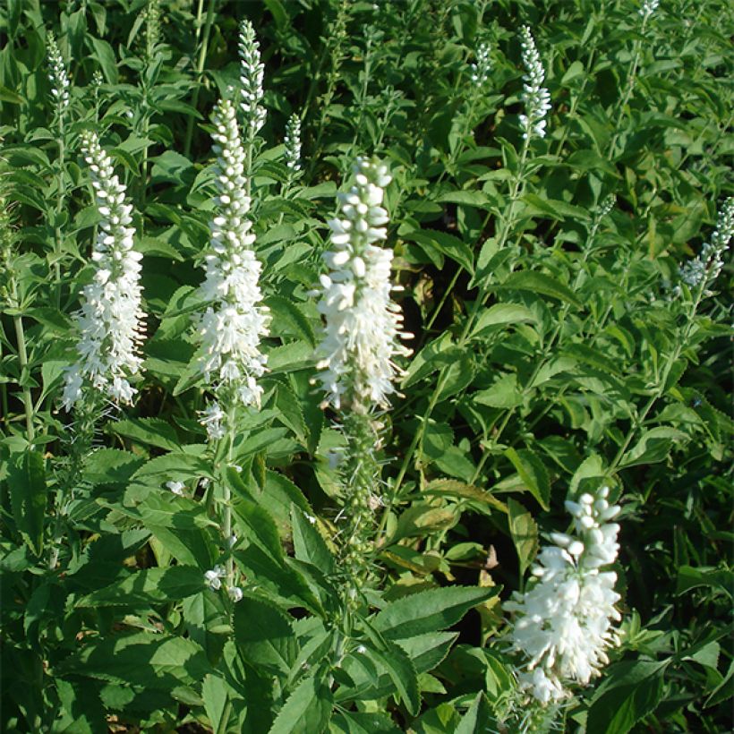 Veronica longifolia Schneeriesin - Lange ereprijs (Groeiplaats)