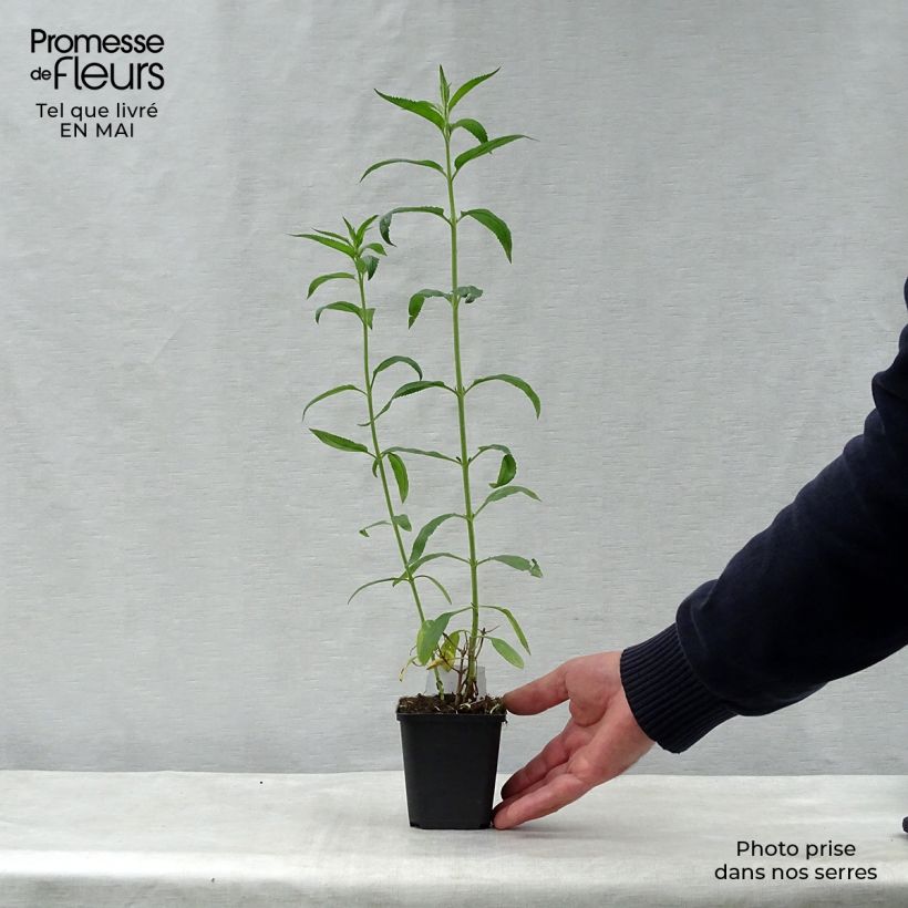 Exemplaar van Veronica longifolia Schneeriesin - Lange ereprijs Kweekpotje van 8/9 cm zoals geleverd in de lente