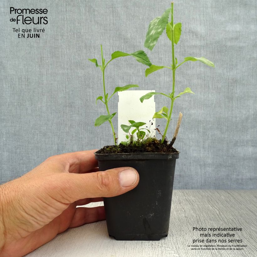 Exemplaar van Veronica longifolia Schneeriesin - Lange ereprijs Kweekpotje van 8/9 cm zoals geleverd in de zomer