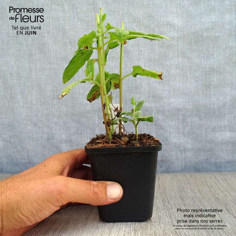 Exemplaar van Veronica longifolia - Lange ereprijs Kweekpotje van 8/9 cm zoals geleverd in de zomer