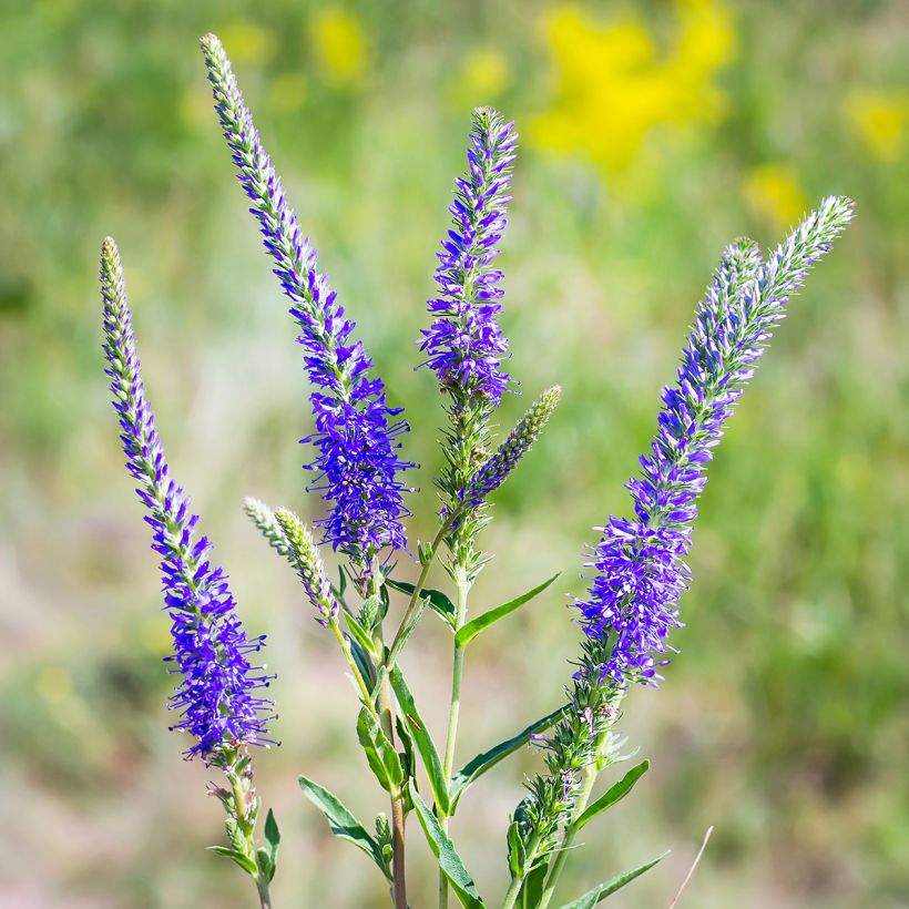 Veronica longifolia - Lange ereprijs (Bloei)